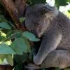 Koala ir endēmiska.  Koala dzīvnieks.  Koalas apraksts, īpašības, dzīvesveids un dzīvotne.  Kā koala dzīvo dabā?