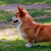 Maza izmēra suņu šķirnes ar fotogrāfijām, vārdiem un rakstura iezīmēm Pasaulē mazākā suņa vārds