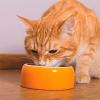 Uzturs kaķiem ar urolitiāzi: ārstnieciskā barība un uztura bagātinātāji