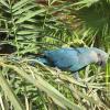 Detalizēts zilā ara apraksts un īpašības Blue ara papagailis