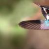 Interesanti fakti par kolibri bērniem