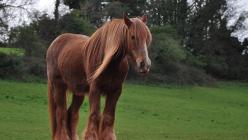 Šīras smagās vilkmes zirgu šķirne (Shir): foto, apraksts, izcelsmes vēsture