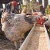 Kāpēc vistas nedēj vai kā novērst zemas olu ražošanas cēloņus?