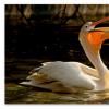 Pelikāna putns - kur tas dzīvo, apraksts un interesanti fakti Kur ir pelikāns