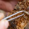 Kāpēc putni ēd bites Bišu ienaidnieki starp kukaiņiem