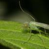 Kā vairojas odi: lidojošiem asinssūcējiem raksturīgās iezīmes