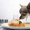 Ar ko barot čivava: uztura piemērs kucēnam un pieaugušam sunim.Kāda barība ir piemērota čivavam?
