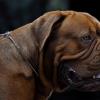 Bordo dogs: uzticams aizsargs, jautrs kompanjons Bordo dogs šķirnes apraksts