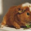 Kā rūpēties par jūrascūciņu mājās: noteikumi un padomi iesācējiem