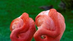 Flamingo (putns): īss apraksts, iezīmes un interesanti fakti Rozā flamingo vēstījums
