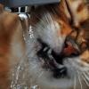 Kāpēc kaķis dzer daudz ūdens