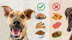 Kāpēc mans suns neēd sauso barību un kā to apmācīt?