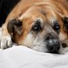Mērce suņiem: simptomi, pazīmes, ārstēšana